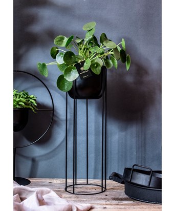Para Bitkisi -  Pilea Ayaklı Saksıda 65 cm